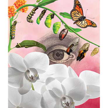 A Nő, Aki Szerette A Rovarokat