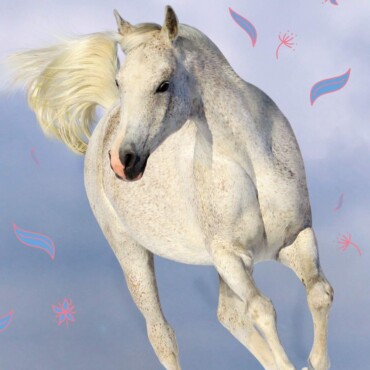 Tilly És Táltos - Álomcsapat