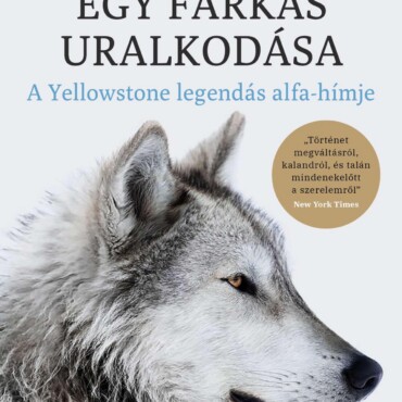 Egy Farkas Uralkodása - A Yellowstone Legendás Alfahímje