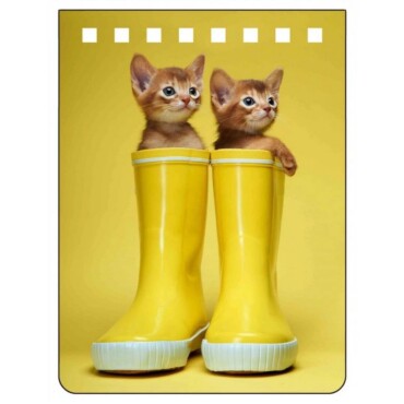 Abyssinians Notebook A7