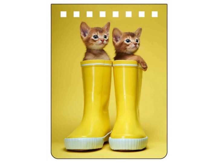 Abyssinians Notebook A7