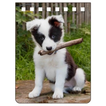 Border Collie Notebook A7