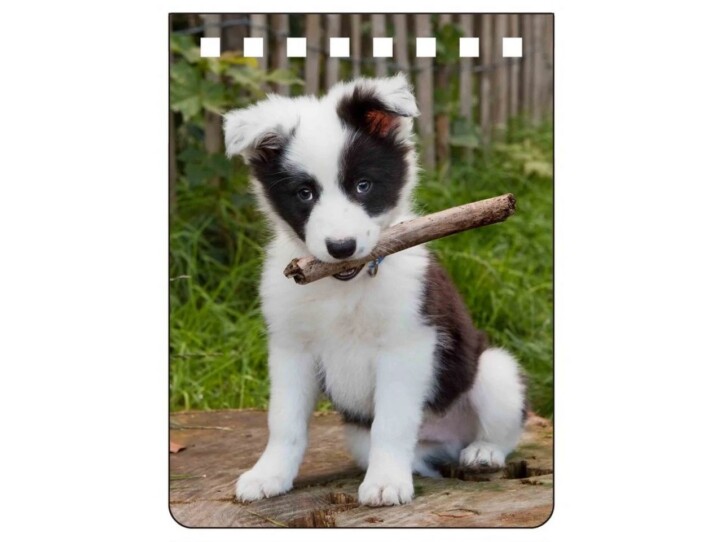 Border Collie Notebook A7