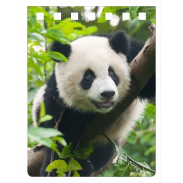 Panda Notebook A7