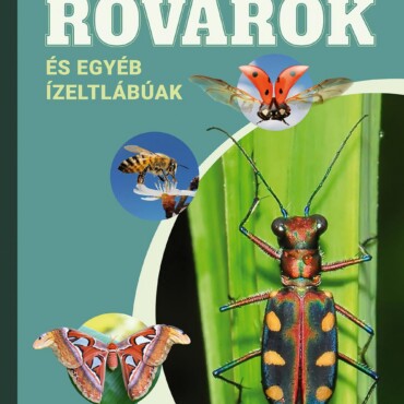 Rovarok És Egyéb Ízeltlábúak - Fedezzük Fel Együtt!