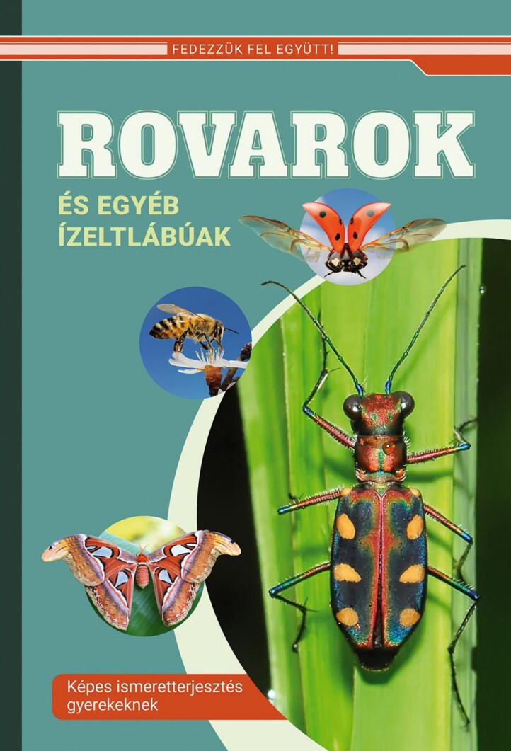 Rovarok És Egyéb Ízeltlábúak - Fedezzük Fel Együtt!