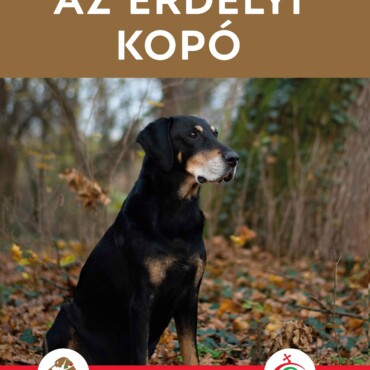 Nemzeti Kincsünk Az Erdélyi Kopó