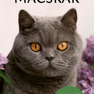 Macskák - Ismerj Meg Minél Több Macskafajtát!