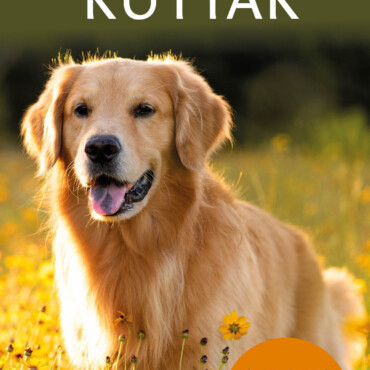 Kutyák - Ismerj Meg Minél Több Kutyafajtát!