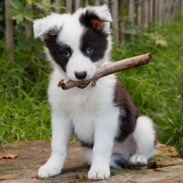 Border Collie 3D Hűtőmágnes 75 X 75 Mm M