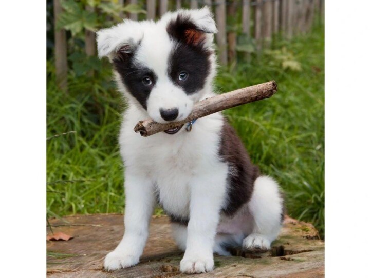 Border Collie 3D Hűtőmágnes 75 X 75 Mm M