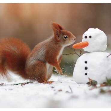 Mókus És Hóember Képeslap
