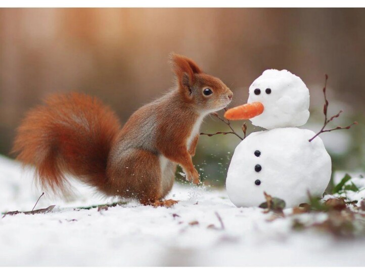 Mókus És Hóember Képeslap