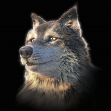 Wolf Selfie Big