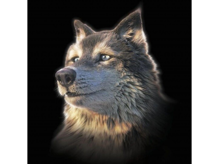 Wolf Selfie Big