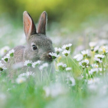 Virágos Nyuszi - Képeslap