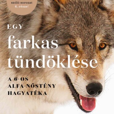 Egy Farkas Tündöklése  A 6-Os Alfa-Nőstény Hagyatéka