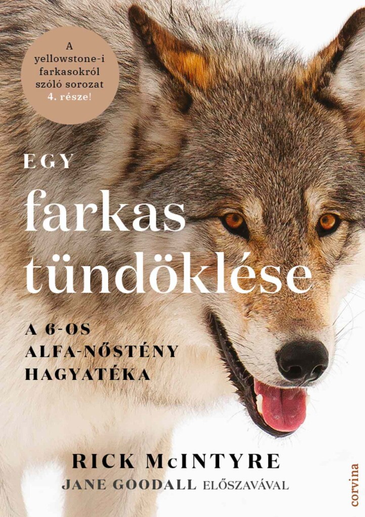 Egy Farkas Tündöklése  A 6-Os Alfa-Nőstény Hagyatéka