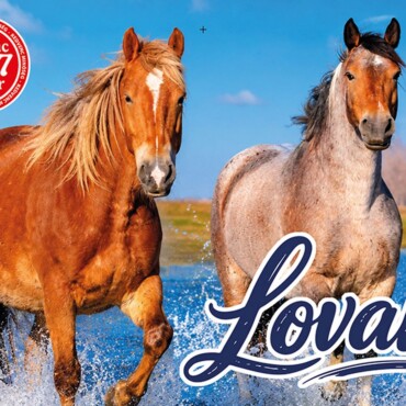 Kedvenc Naptár 2027 Lovak