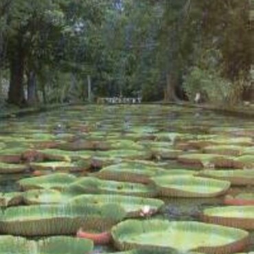 Mauritius - Az Ősi Álom